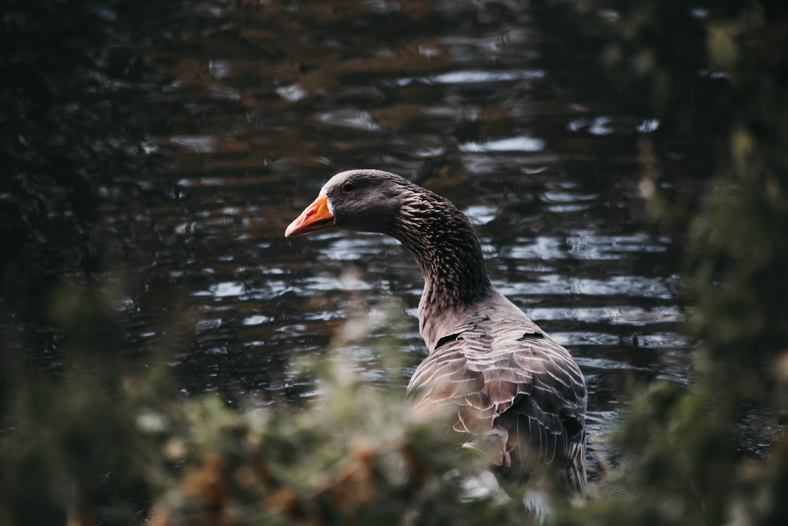 A grey goose with an orange bill swimming on dark rippled water, framed by out-of-focus foliage.